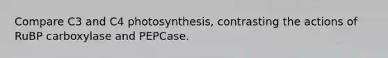 Compare C3 and C4 photosynthesis, contrasting the actions of RuBP carboxylase and PEPCase.