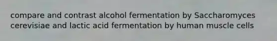 compare and contrast alcohol fermentation by Saccharomyces cerevisiae and lactic acid fermentation by human muscle cells