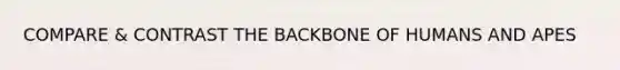 COMPARE & CONTRAST THE BACKBONE OF HUMANS AND APES