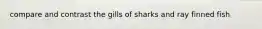compare and contrast the gills of sharks and ray finned fish