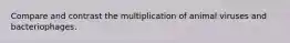 Compare and contrast the multiplication of animal viruses and bacteriophages.