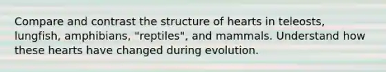 Compare and contrast the structure of hearts in teleosts, lungfish, amphibians, "reptiles", and mammals. Understand how these hearts have changed during evolution.