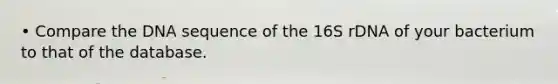 • Compare the DNA sequence of the 16S rDNA of your bacterium to that of the database.