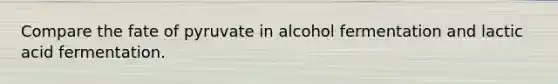 Compare the fate of pyruvate in alcohol fermentation and lactic acid fermentation.