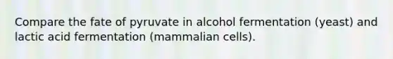 Compare the fate of pyruvate in alcohol fermentation (yeast) and lactic acid fermentation (mammalian cells).