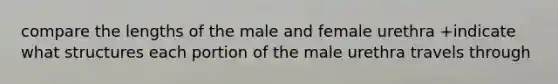 compare the lengths of the male and female urethra +indicate what structures each portion of the male urethra travels through