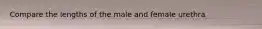 Compare the lengths of the male and female urethra