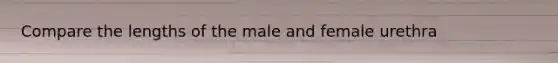 Compare the lengths of the male and female urethra