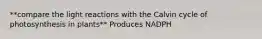 **compare the light reactions with the Calvin cycle of photosynthesis in plants** Produces NADPH