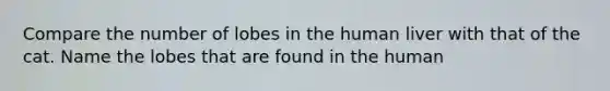 Compare the number of lobes in the human liver with that of the cat. Name the lobes that are found in the human