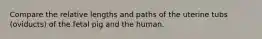 Compare the relative lengths and paths of the uterine tubs (oviducts) of the fetal pig and the human.
