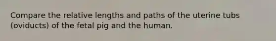 Compare the relative lengths and paths of the uterine tubs (oviducts) of the fetal pig and the human.