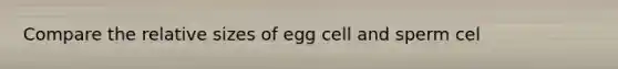 Compare the relative sizes of egg cell and sperm cel