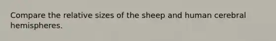 Compare the relative sizes of the sheep and human cerebral hemispheres.