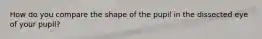 How do you compare the shape of the pupil in the dissected eye of your pupil?
