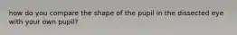 how do you compare the shape of the pupil in the dissected eye with your own pupil?