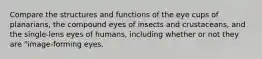 Compare the structures and functions of the eye cups of planarians, the compound eyes of insects and crustaceans, and the single-lens eyes of humans, including whether or not they are "image-forming eyes.