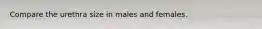 Compare the urethra size in males and females.