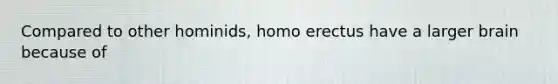 Compared to other hominids, homo erectus have a larger brain because of