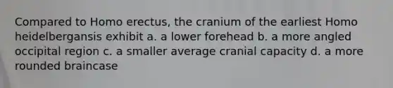 Compared to Homo erectus, the cranium of the earliest Homo heidelbergansis exhibit a. a lower forehead b. a more angled occipital region c. a smaller average cranial capacity d. a more rounded braincase