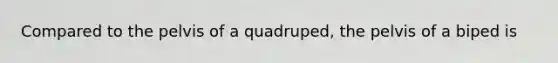 Compared to the pelvis of a quadruped, the pelvis of a biped is