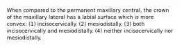 When compared to the permanent maxillary central, the crown of the maxillary lateral has a labial surface which is more convex: (1) incisocervically. (2) mesiodistally. (3) both incisocervically and mesiodistally. (4) neither incisocervically nor mesiodistally.