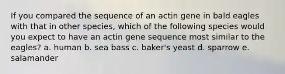 If you compared the sequence of an actin gene in bald eagles with that in other species, which of the following species would you expect to have an actin gene sequence most similar to the eagles? a. human b. sea bass c. baker's yeast d. sparrow e. salamander