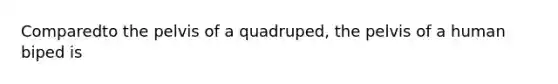 Comparedto the pelvis of a quadruped, the pelvis of a human biped is