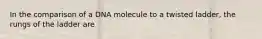 In the comparison of a DNA molecule to a twisted ladder, the rungs of the ladder are