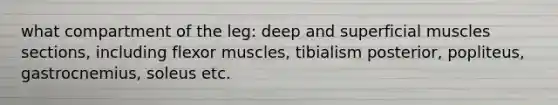 what compartment of the leg: deep and superficial muscles sections, including flexor muscles, tibialism posterior, popliteus, gastrocnemius, soleus etc.