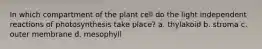 In which compartment of the plant cell do the light independent reactions of photosynthesis take place? a. thylakoid b. stroma c. outer membrane d. mesophyll