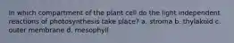 In which compartment of the plant cell do the light independent reactions of photosynthesis take place? a. stroma b. thylakoid c. outer membrane d. mesophyll