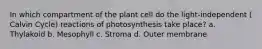 In which compartment of the plant cell do the light-independent ( Calvin Cycle) reactions of photosynthesis take place? a. Thylakoid b. Mesophyll c. Stroma d. Outer membrane