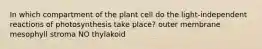 In which compartment of the plant cell do the light-independent reactions of photosynthesis take place? outer membrane mesophyll stroma NO thylakoid