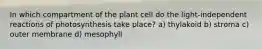 In which compartment of the plant cell do the light-independent reactions of photosynthesis take place? a) thylakoid b) stroma c) outer membrane d) mesophyll