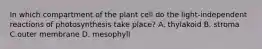 In which compartment of the plant cell do the light-independent reactions of photosynthesis take place? A. thylakoid B. stroma C.outer membrane D. mesophyll