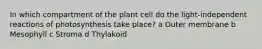 In which compartment of the plant cell do the light-independent reactions of photosynthesis take place? a Outer membrane b Mesophyll c Stroma d Thylakoid