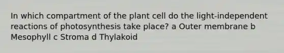 In which compartment of the plant cell do the light-independent reactions of photosynthesis take place? a Outer membrane b Mesophyll c Stroma d Thylakoid