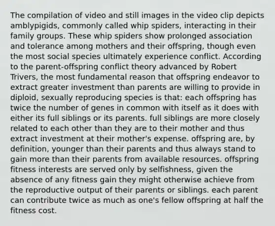 The compilation of video and still images in the video clip depicts amblypigids, commonly called whip spiders, interacting in their family groups. These whip spiders show prolonged association and tolerance among mothers and their offspring, though even the most social species ultimately experience conflict. According to the parent-offspring conflict theory advanced by Robert Trivers, the most fundamental reason that offspring endeavor to extract greater investment than parents are willing to provide in diploid, sexually reproducing species is that: each offspring has twice the number of genes in common with itself as it does with either its full siblings or its parents. full siblings are more closely related to each other than they are to their mother and thus extract investment at their mother's expense. offspring are, by definition, younger than their parents and thus always stand to gain more than their parents from available resources. offspring fitness interests are served only by selfishness, given the absence of any fitness gain they might otherwise achieve from the reproductive output of their parents or siblings. each parent can contribute twice as much as one's fellow offspring at half the fitness cost.