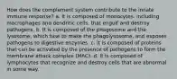 How does the complement system contribute to the innate immune response? a. It is composed of monocytes, including macrophages and dendritic cells, that engulf and destroy pathogens. b. It is composed of the phagosome and the lysosome, which fuse to make the phagolysosome, and exposes pathogens to digestive enzymes. c. It is composed of proteins that can be activated by the presence of pathogens to form the membrane attack complex (MAC). d. It is composed of lymphocytes that recognize and destroy cells that are abnormal in some way.