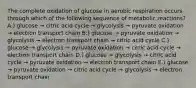 The complete oxidation of glucose in aerobic respiration occurs through which of the following sequence of metabolic reactions? A.) glucose → citric acid cycle → glycolysis → pyruvate oxidation → electron transport chain B.) glucose → pyruvate oxidation → glycolysis → electron transport chain → citric acid cycle C.) glucose → glycolysis → pyruvate oxidation → citric acid cycle → electron transport chain D.) glucose → glycolysis → citric acid cycle → pyruvate oxidation → electron transport chain E.) glucose → pyruvate oxidation → citric acid cycle → glycolysis → electron transport chain