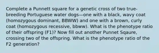 Complete a Punnett square for a genetic cross of two true-breeding Portuguese water dogs—one with a black, wavy coat (homozygous dominant, BBWW) and one with a brown, curly coat (homozygous recessive, bbww). What is the phenotype ratio of their offspring (F1)? Now fill out another Punnet Sqaure, crossing two of the offspring. What is the phenotype ratio of the F2 generation?