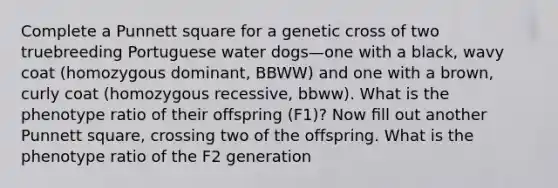 Complete a Punnett square for a genetic cross of two truebreeding Portuguese water dogs—one with a black, wavy coat (homozygous dominant, BBWW) and one with a brown, curly coat (homozygous recessive, bbww). What is the phenotype ratio of their offspring (F1)? Now ﬁll out another Punnett square, crossing two of the offspring. What is the phenotype ratio of the F2 generation