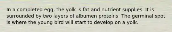 In a completed egg, the yolk is fat and nutrient supplies. It is surrounded by two layers of albumen proteins. The germinal spot is where the young bird will start to develop on a yolk.