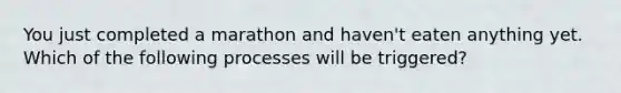 You just completed a marathon and haven't eaten anything yet. Which of the following processes will be triggered?