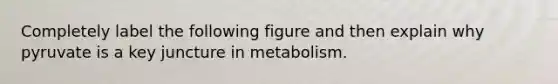 Completely label the following figure and then explain why pyruvate is a key juncture in metabolism.