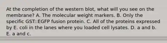 At the completion of the western blot, what will you see on the membrane? A. The molecular weight markers. B. Only the specific GST::EGFP fusion protein. C. All of the proteins expressed by E. coli in the lanes where you loaded cell lysates. D. a and b. E. a and c.