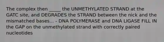 The complex then _____ the UNMETHYLATED STRAND at the GATC site, and DEGRADES the STRAND between the nick and the mismatched bases... - DNA POLYMERASE and DNA LIGASE FILL IN the GAP on the unmethylated strand with correctly paired nucleotides