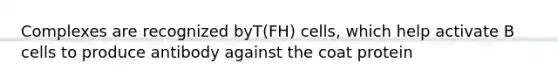 Complexes are recognized byT(FH) cells, which help activate B cells to produce antibody against the coat protein