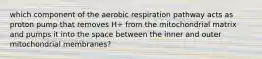 which component of the aerobic respiration pathway acts as proton pump that removes H+ from the mitochondrial matrix and pumps it into the space between the inner and outer mitochondrial membranes?